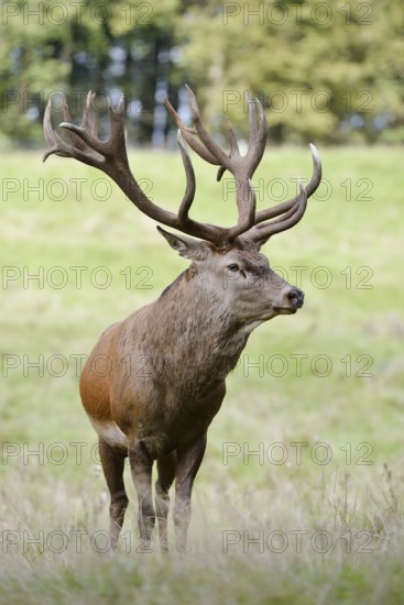 Red deer (Cervus elaphus) in the rutting season, North Rhine-Westphalia, Germany