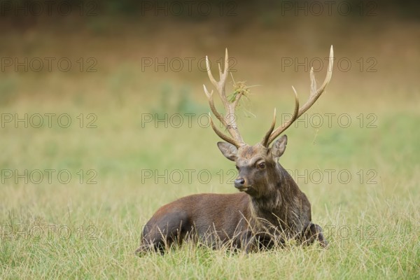 Sika deer (Cervus nippon) in autumn, naturalised species, Sauerland, North Rhine-Westphalia, Germany
