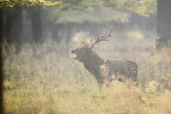 Red deer (Cervus elaphus) roaring in the rutting season, North Rhine-Westphalia, Germany