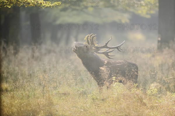 Red deer (Cervus elaphus) roaring in the rutting season, North Rhine-Westphalia, Germany