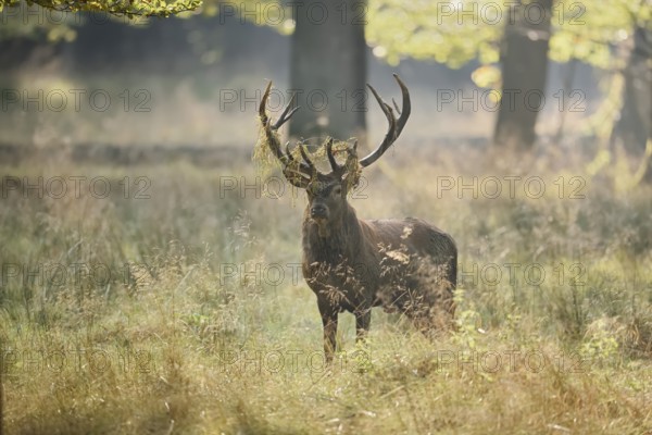 Red deer (Cervus elaphus) in the rutting season, North Rhine-Westphalia, Germany