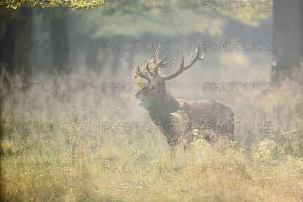 Red deer (Cervus elaphus) roaring in the rutting season, North Rhine-Westphalia, Germany