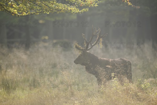 Red deer (Cervus elaphus) in the morning mist, North Rhine-Westphalia, Germany