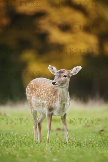 Fallow deer (Dama dama), female in autumn, North Rhine-Westphalia, Germany