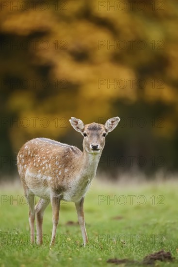Fallow deer (Dama dama), female in autumn, North Rhine-Westphalia, Germany
