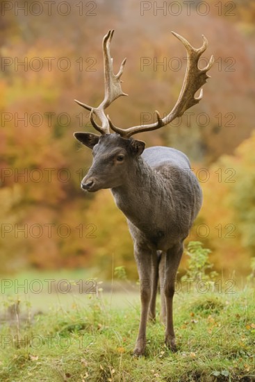 Fallow deer (Dama dama), fallow deer in autumn, North Rhine-Westphalia, Germany