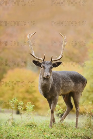 Fallow deer (Dama dama), fallow deer in autumn, North Rhine-Westphalia, Germany