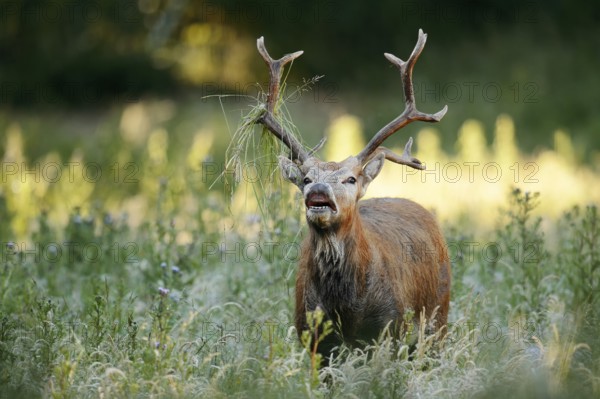 David's deer or milu (Elaphurus davidianus), flehmen male, originally native to eastern Asia, extinct in the wild