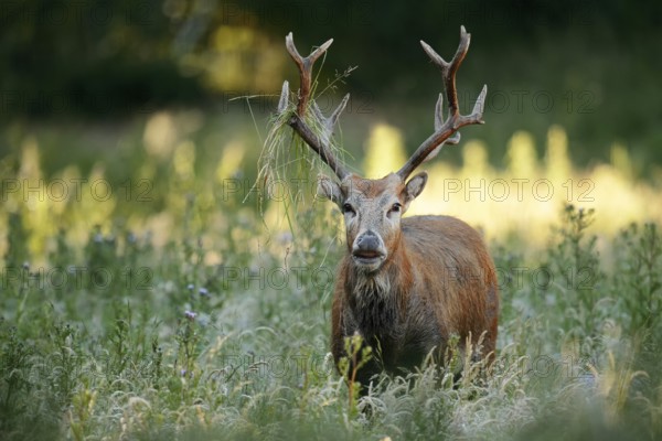 David's deer or milu (Elaphurus davidianus), flehmen male, originally native to eastern Asia, extinct in the wild