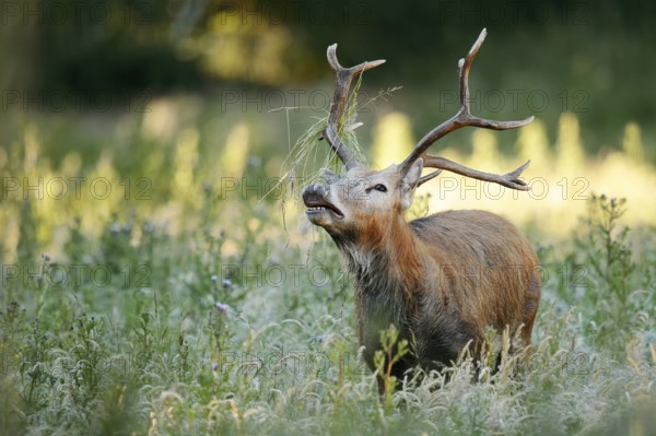David's deer or milu (Elaphurus davidianus), flehmen male, originally native to eastern Asia, extinct in the wild
