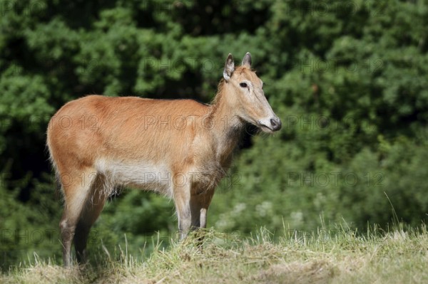 David's deer or milu (Elaphurus davidianus), female, originally native to eastern Asia, extinct in the wild