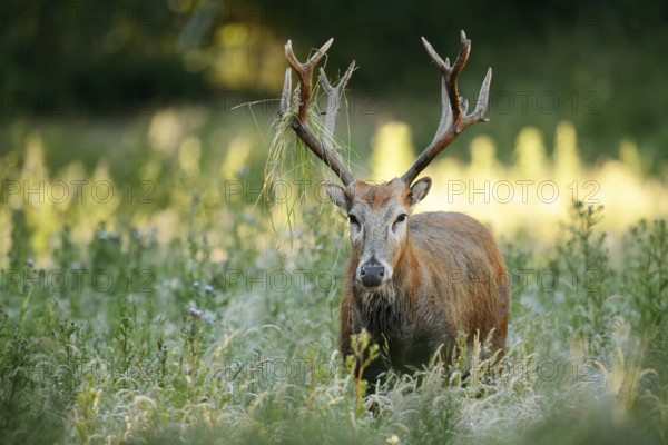 David's deer or milu (Elaphurus davidianus), male, originally native to eastern Asia, extinct in the wild