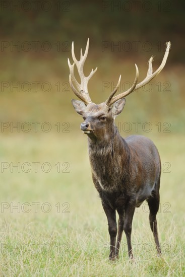 Sika deer (Cervus nippon) in autumn, naturalised species, Sauerland, North Rhine-Westphalia, Germany