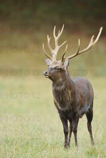 Sika deer (Cervus nippon) in autumn, naturalised species, Sauerland, North Rhine-Westphalia, Germany