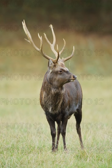 Sika deer (Cervus nippon) in autumn, naturalised species, Sauerland, North Rhine-Westphalia, Germany