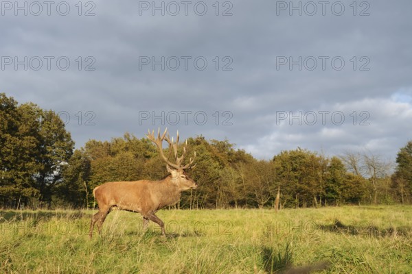 Red deer (Cervus elaphus) crossing a forest clearing in autumn, North Rhine-Westphalia, Germany