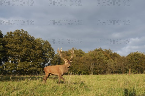 Red deer (Cervus elaphus) crossing a forest clearing in autumn, North Rhine-Westphalia, Germany