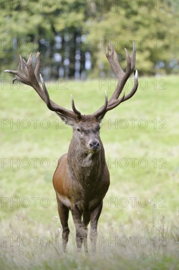 Red deer (Cervus elaphus) in the rutting season, North Rhine-Westphalia, Germany