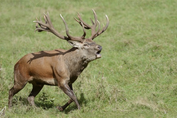 Red deer (Cervus elaphus) roaring in the rutting season, North Rhine-Westphalia, Germany
