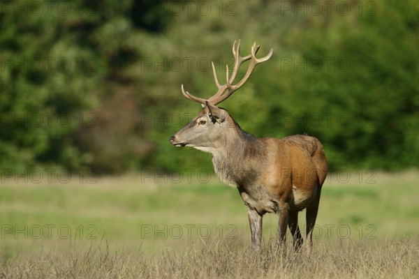 Red deer (Cervus elaphus) in the rutting season, North Rhine-Westphalia, Germany