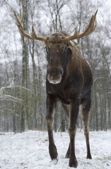 Eurasian elk (Alces alces alces), bull elk in winter, captive