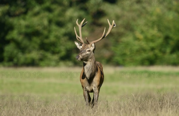 Red deer (Cervus elaphus) in the rutting season, North Rhine-Westphalia, Germany