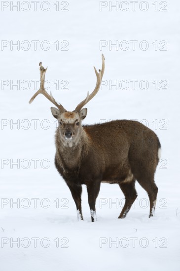 Sika deer (Cervus nippon), deer in winter, naturalised species, Sauerland, North Rhine-Westphalia, Germany