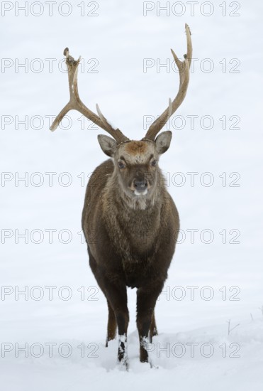 Sika deer (Cervus nippon), deer in winter, naturalised species, Sauerland, North Rhine-Westphalia, Germany