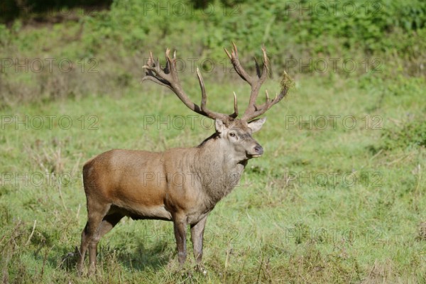 Red deer (Cervus elaphus) in the rutting season, North Rhine-Westphalia, Germany