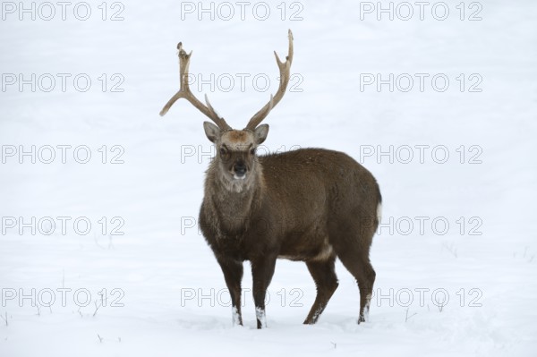 Sika deer (Cervus nippon), deer in winter, naturalised species, Sauerland, North Rhine-Westphalia, Germany