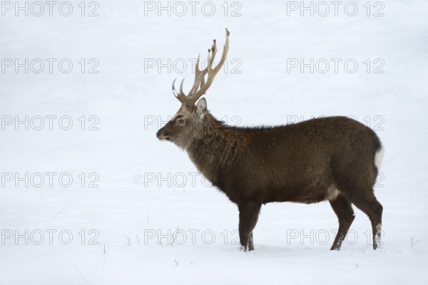 Sika deer (Cervus nippon), deer in winter, naturalised species, Sauerland, North Rhine-Westphalia, Germany