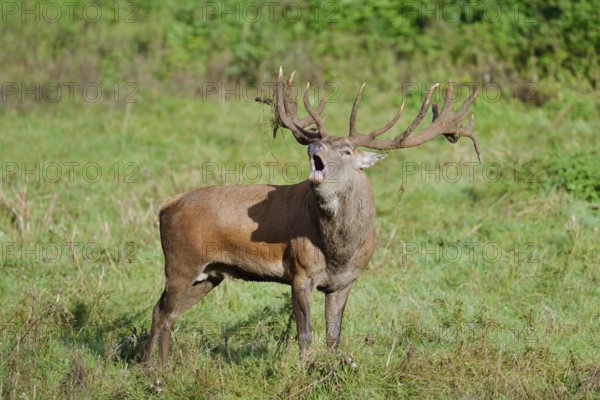 Red deer (Cervus elaphus) roaring in the rutting season, North Rhine-Westphalia, Germany