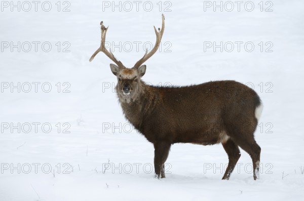 Sika deer (Cervus nippon), deer in winter, naturalised species, Sauerland, North Rhine-Westphalia, Germany