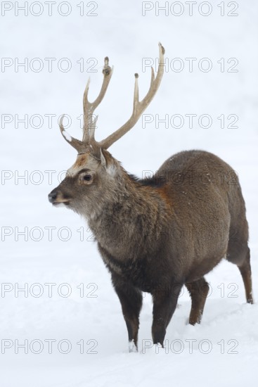 Sika deer (Cervus nippon), deer in winter, naturalised species, Sauerland, North Rhine-Westphalia, Germany