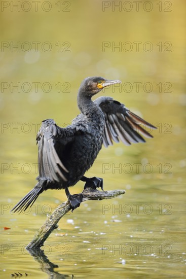 Cormorant (Phalacrocorax carbo) sitting on a branch in the water and drying its wings, North Rhine-Westphalia, Germany