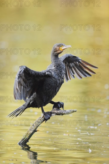 Cormorant (Phalacrocorax carbo) sitting on a branch in the water and drying its wings, North Rhine-Westphalia, Germany