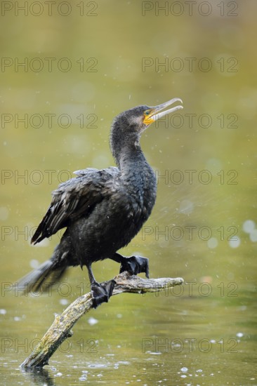 Cormorant (Phalacrocorax carbo) sitting on a branch in the water, North Rhine-Westphalia, Germany