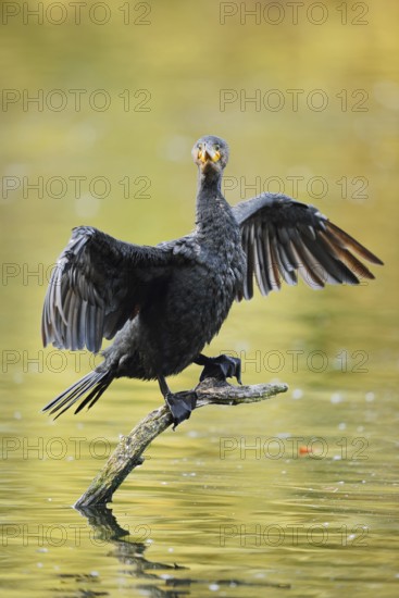 Cormorant (Phalacrocorax carbo) sitting on a branch in the water and drying its wings, North Rhine-Westphalia, Germany