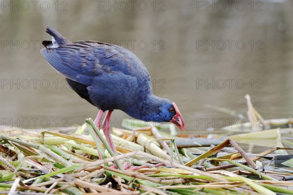 Purple partridge (Porphyrio porphyrio), Algarve, Portugal