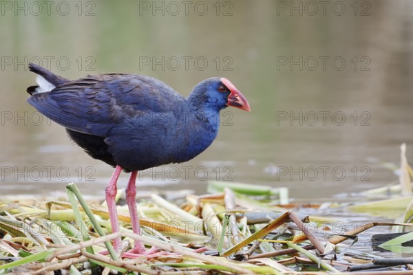 Purple partridge (Porphyrio porphyrio), Algarve, Portugal