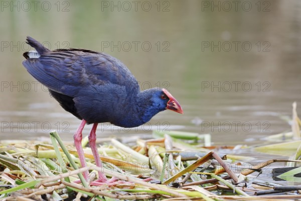 Purple partridge (Porphyrio porphyrio), Algarve, Portugal