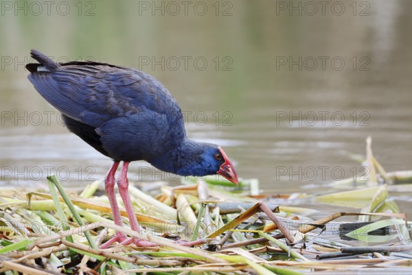 Purple partridge (Porphyrio porphyrio), Algarve, Portugal