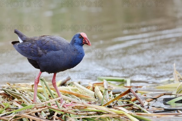 Purple partridge (Porphyrio porphyrio), Algarve, Portugal
