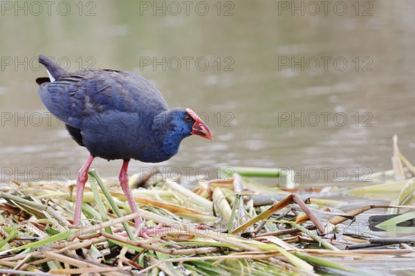Purple partridge (Porphyrio porphyrio), Algarve, Portugal