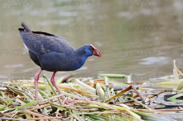 Purple partridge (Porphyrio porphyrio), Algarve, Portugal