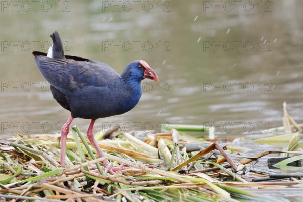 Purple partridge (Porphyrio porphyrio), Algarve, Portugal