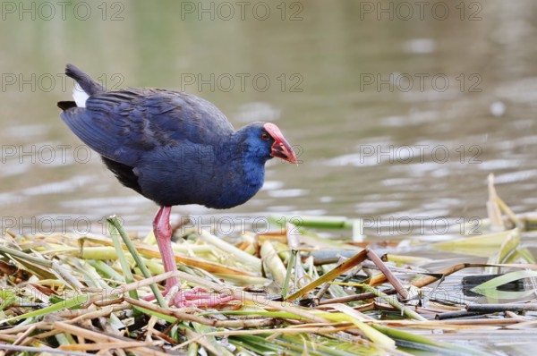 Purple partridge (Porphyrio porphyrio), Algarve, Portugal