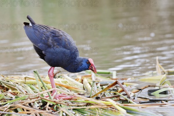 Purple partridge (Porphyrio porphyrio), Algarve, Portugal