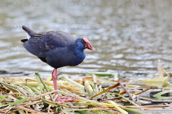 Purple partridge (Porphyrio porphyrio), Algarve, Portugal