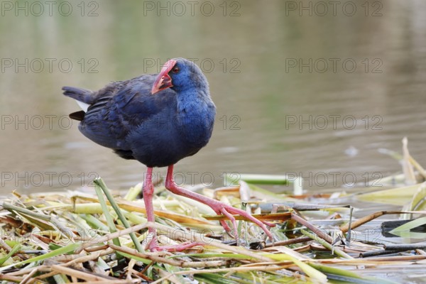 Purple partridge (Porphyrio porphyrio), Algarve, Portugal